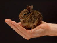 Bunny in hand