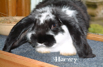 Harvey