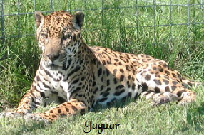 Jaguar