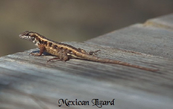 Mexican Lizard