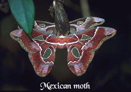 Moth