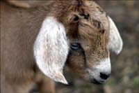 baby goat