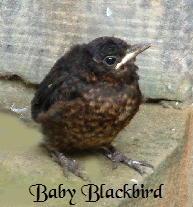 baby blackbird