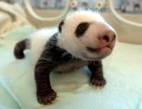 baby panda