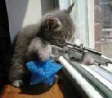 beware the sniper kitten