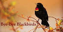blackbird