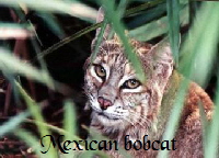 Mexican bobcat
