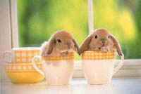 bunnies in cups