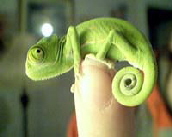 camelion