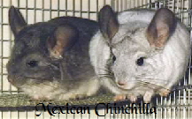 chinchilla