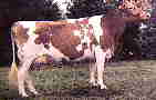 cow