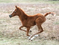 foal