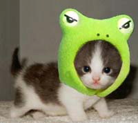 frog_kitten
