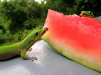 gecko