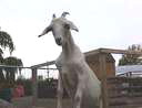 goat on the fence