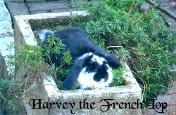 Harvey the French Lop