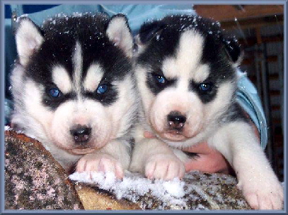 husky 010