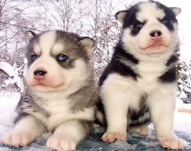 husky 011