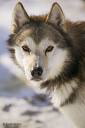 husky 1