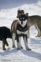 husky 2