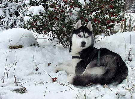 husky 6