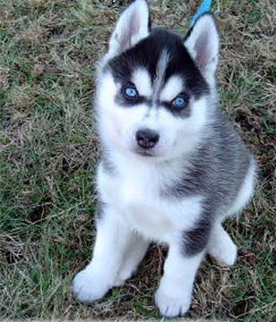husky 7