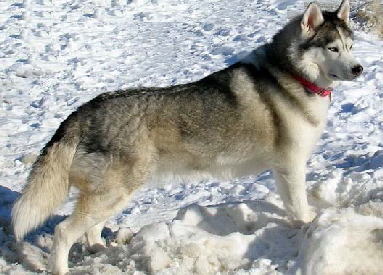husky 8
