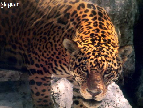 jaguar