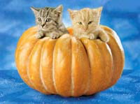 kittens