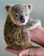 koala