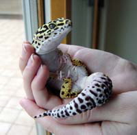 lizard