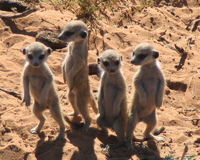 meerkats