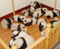 pandas