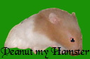 peanut