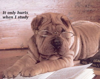 studying dog