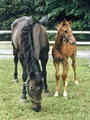 thoroughbred