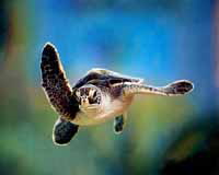 turtle
