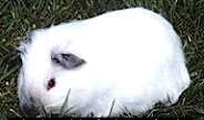 guinea pig