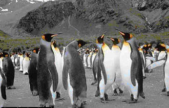 king penguins