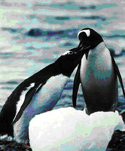 penguins